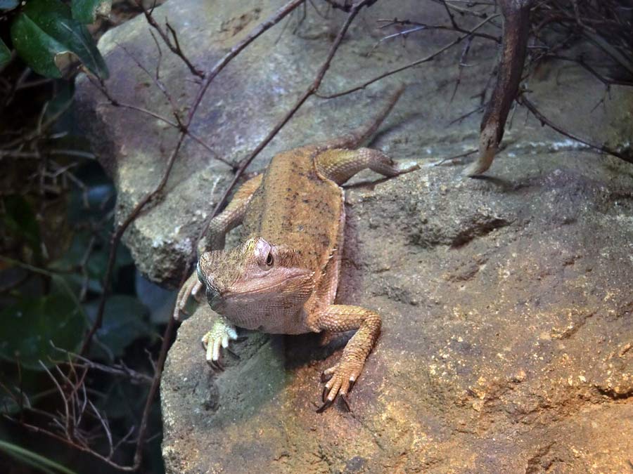 Zwergbartagame im Zoologischen Garten Wuppertal im Juli 2014