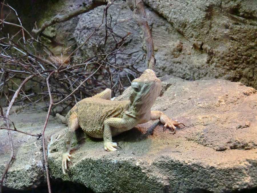 Zwergbartagame im Wuppertaler Zoo im Juli 2014