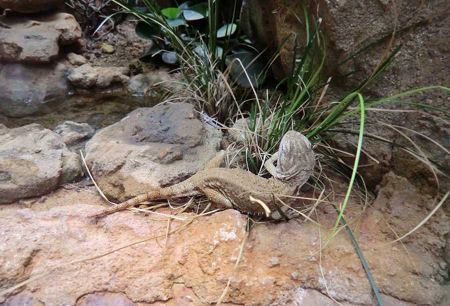 Zwergbartagame im Zoo Wuppertal im August 2014