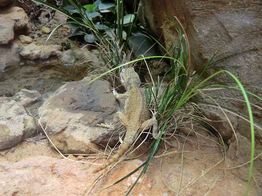 Zwergbartagame im Zoologischen Garten Wuppertal im August 2014