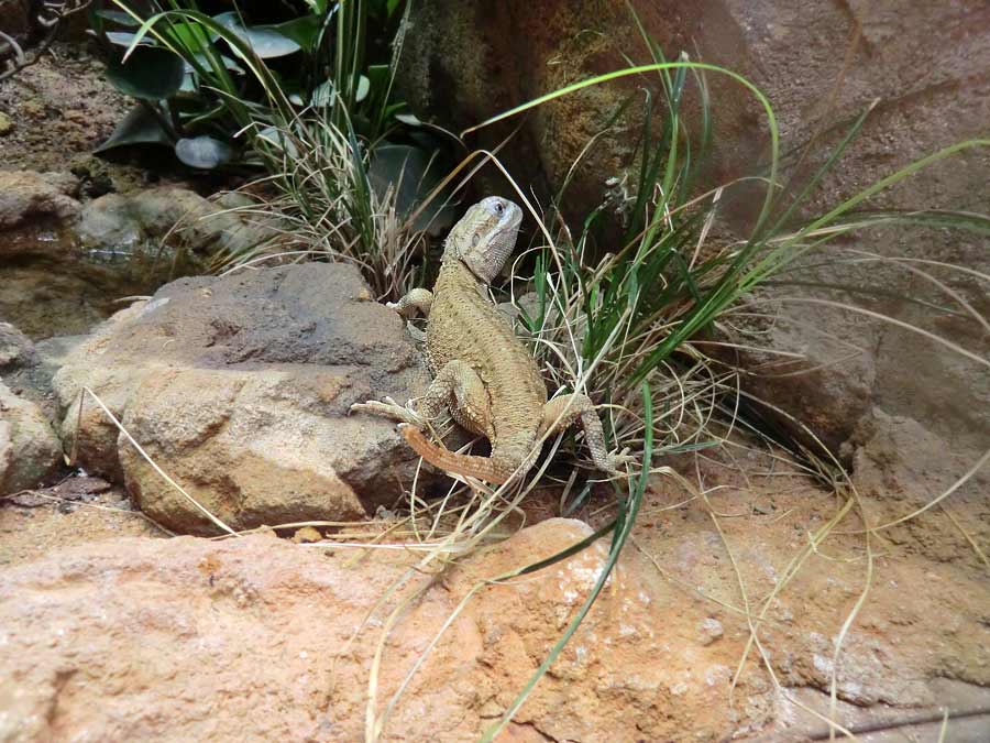 Zwergbartagame im Wuppertaler Zoo im August 2014