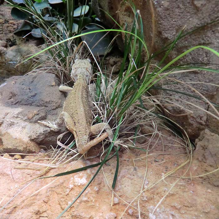 Zwergbartagame im Wuppertaler Zoo im August 2014