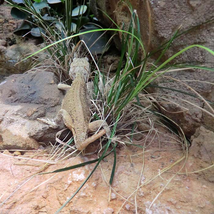 Zwergbartagame im Wuppertaler Zoo im August 2014