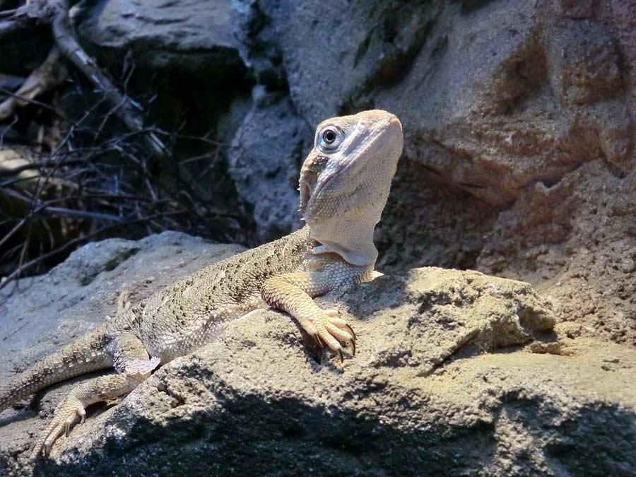 Zwergbartagame im Zoo Wuppertal im August 2014