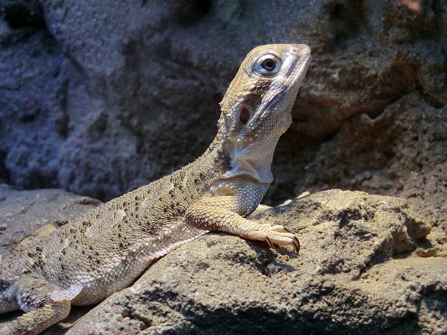 Zwergbartagame im Zoologischen Garten Wuppertal im August 2014