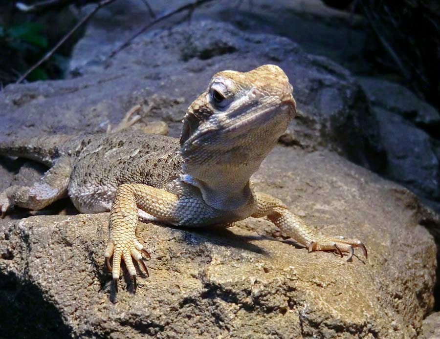 Zwergbartagame im Wuppertaler Zoo im August 2014