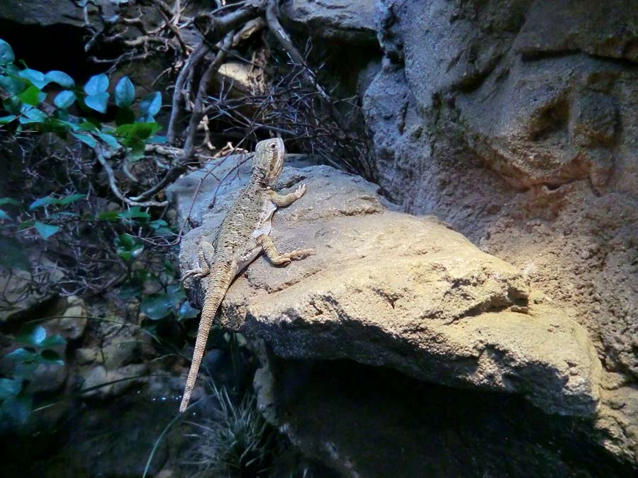 Zwergbartagame im Zoo Wuppertal im August 2014