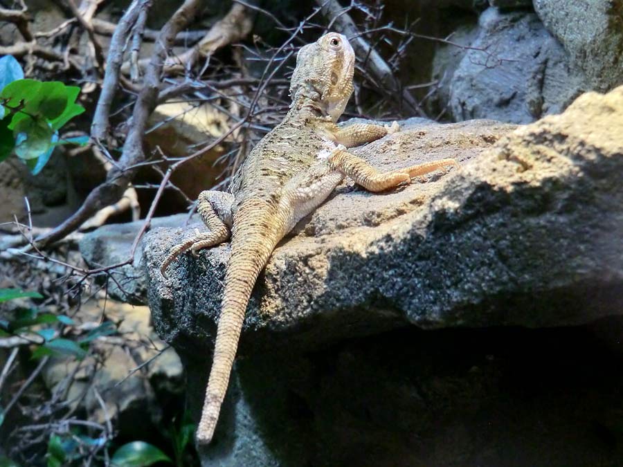 Zwergbartagame im Zoologischen Garten Wuppertal im August 2014