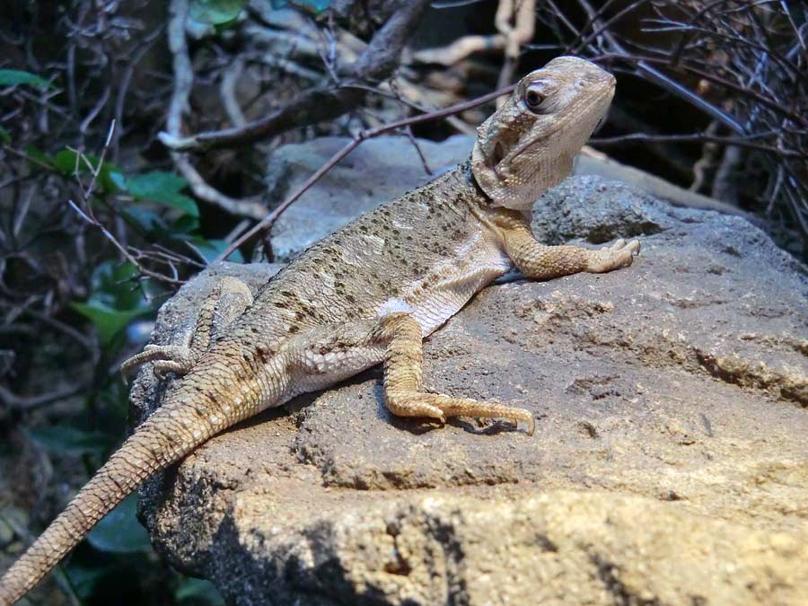 Zwergbartagame im Wuppertaler Zoo im August 2014