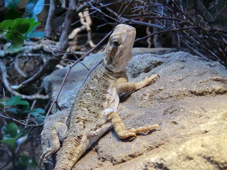 Zwergbartagame im Zoo Wuppertal im August 2014