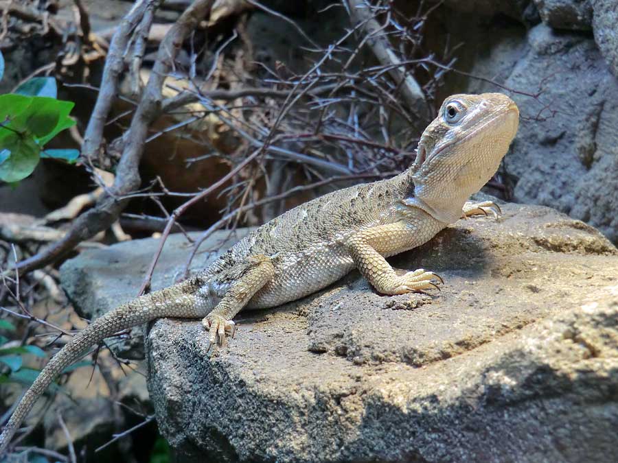 Zwergbartagame im Zoologischen Garten Wuppertal im August 2014