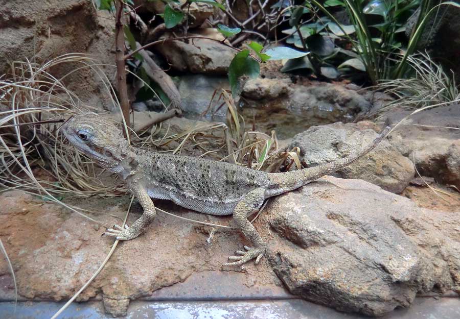 Zwergbartagame im Zoologischen Garten Wuppertal im August 2014