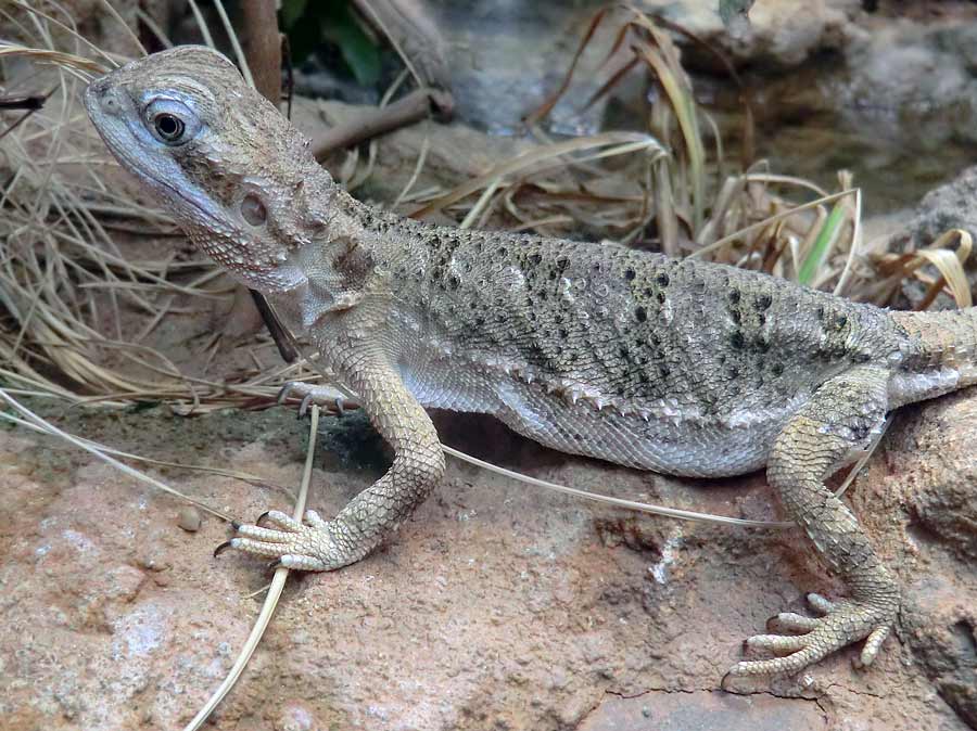 Zwergbartagame im Wuppertaler Zoo im August 2014