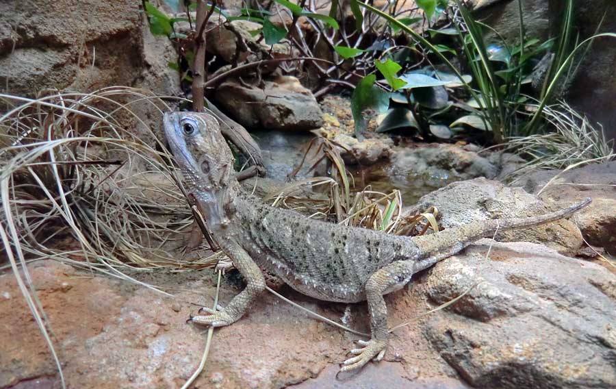 Zwergbartagame im Zoologischen Garten Wuppertal im August 2014