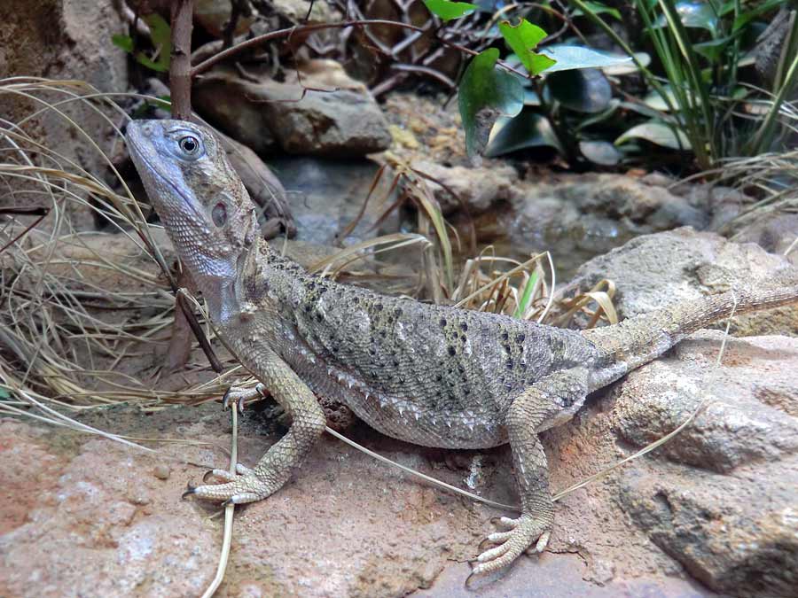 Zwergbartagame im Wuppertaler Zoo im August 2014