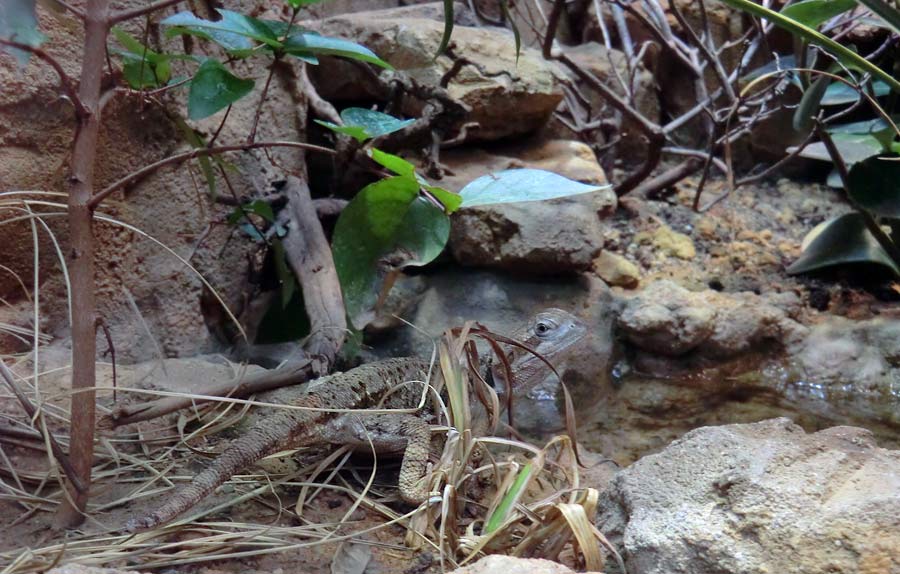 Zwergbartagame im Wuppertaler Zoo im August 2014