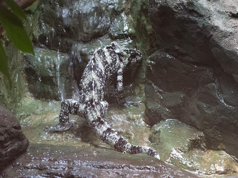 Elefantenohrchamäleon am 23. August 2018 im Terrarium im Zoologischen Garten Wuppertal