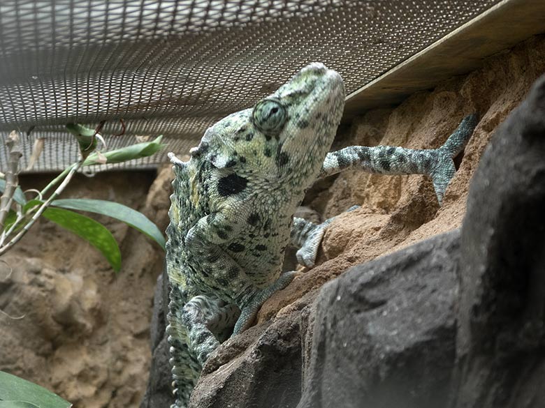 Elefantenohrchamäleon am 23. August 2018 im Terrarium im Grünen Zoo Wuppertal