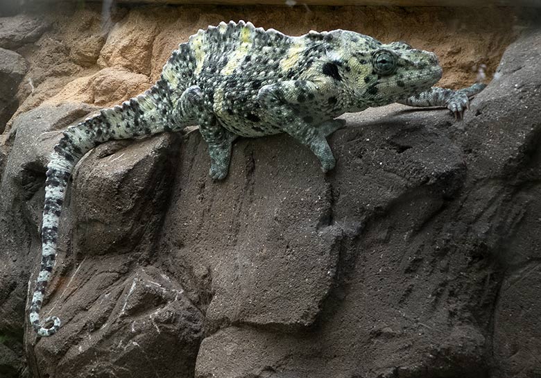 Elefantenohrchamäleon am 23. August 2018 im Terrarium im Zoo Wuppertal