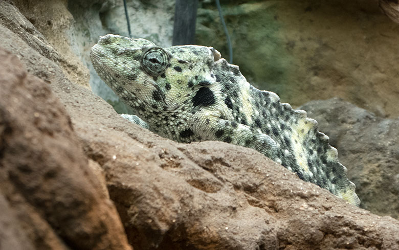 Elefantenohrchamäleon am 23. August 2018 im Terrarium im Zoologischen Garten der Stadt Wuppertal