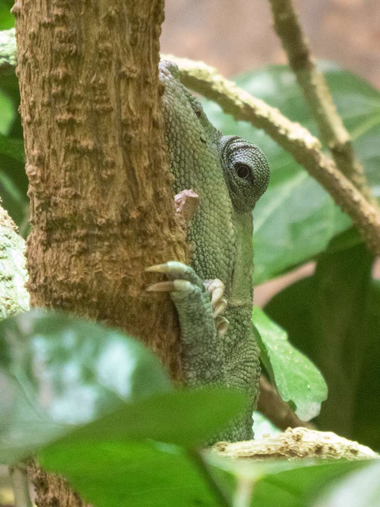 Elefantenohrchamäleon am 23. November 2018 im Vogelhaus im Grünen Zoo Wuppertal