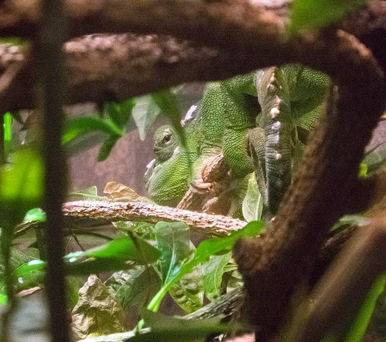 Männliches Elefantenohrchamäleon am 5. November 2019 im abgeklebten Gehege im Vogel-Haus im Wuppertaler Zoo