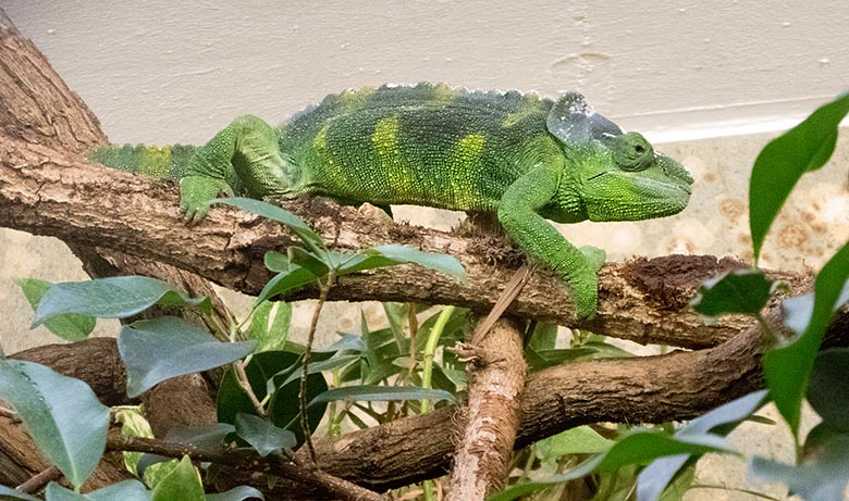 Elefantenohrchamäleon am 11. November 2019 in einem Gehege im Vogel-Haus im Grünen Zoo Wuppertal