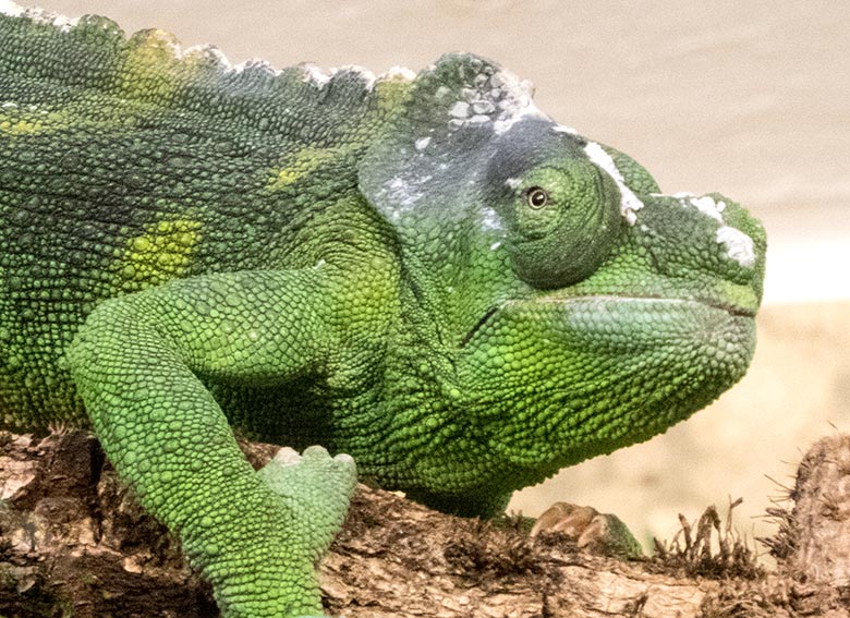 Elefantenohrchamäleon am 11. November 2019 in einem Gehege im Vogel-Haus im Zoologischen Garten Wuppertal
