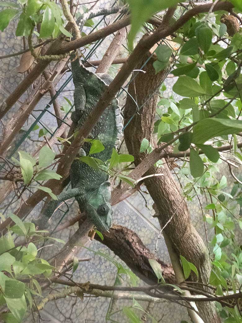 Elefantenohrchamäleon am 16. November 2019 in einem Gehege im Vogel-Haus im Wuppertaler Zoo