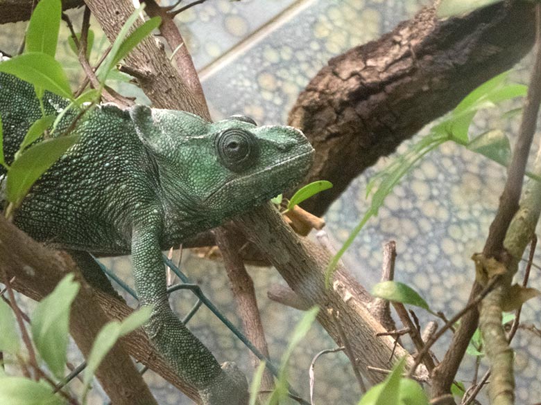 Elefantenohrchamäleon am 16. November 2019 in einem Gehege im Vogel-Haus im Zoologischen Garten der Stadt Wuppertal