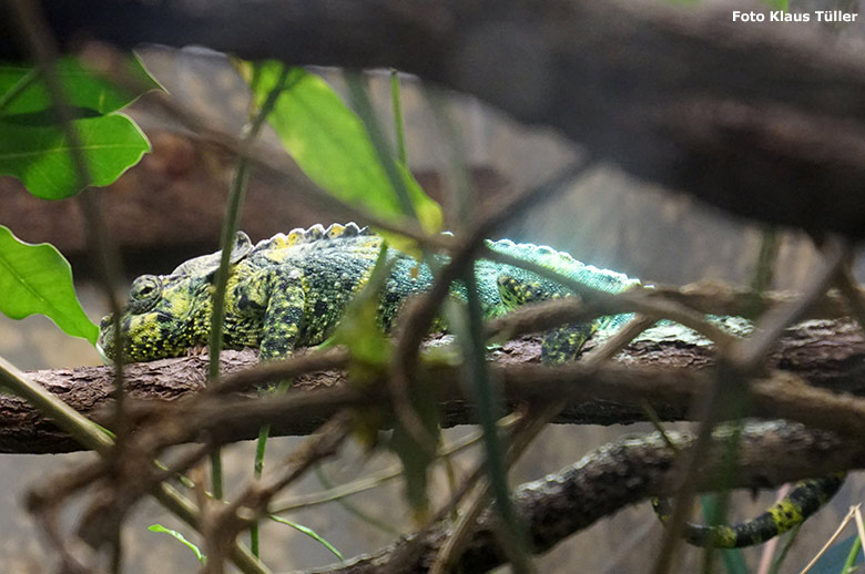 Elefantenohrchamäleon am 2. Februar 2020 im Vogel-Haus im Wuppertaler Zoo (Foto Klaus Tüller)