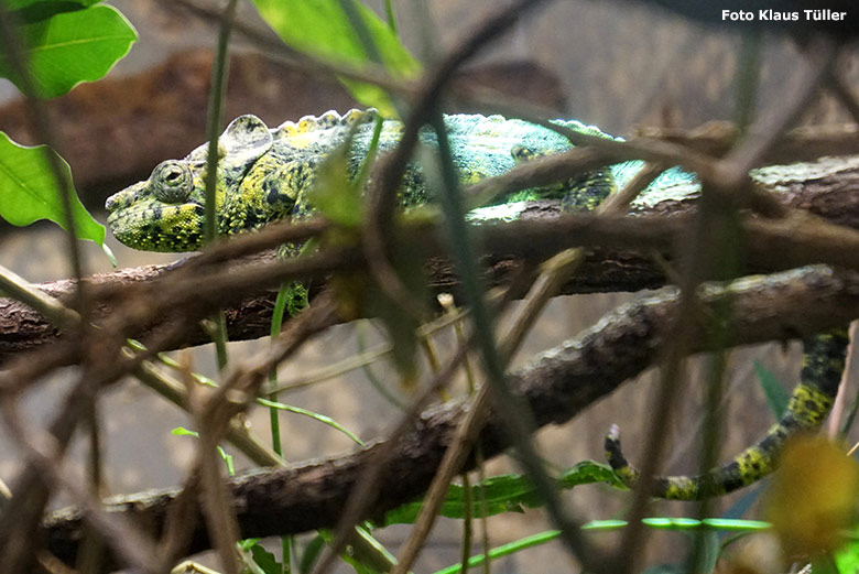 Elefantenohrchamäleon am 2. Februar 2020 im Vogel-Haus im Grünen Zoo Wuppertal (Foto Klaus Tüller)