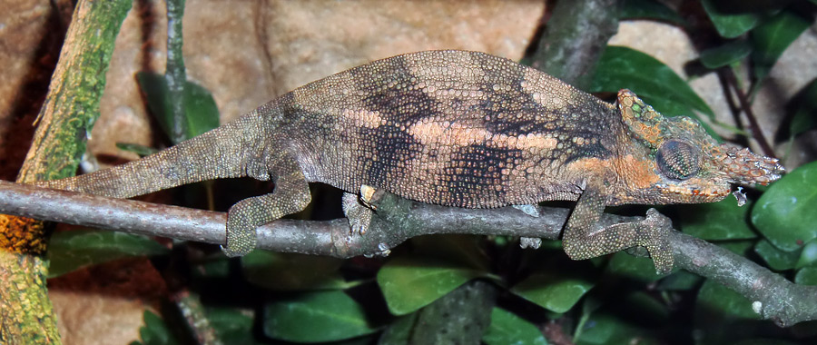 Gabelhornchameleon im Zoo Wuppertal im Juli 2010