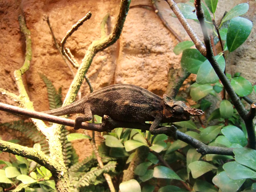 Gabelhornchameleon im Wuppertaler Zoo im Juli 2010