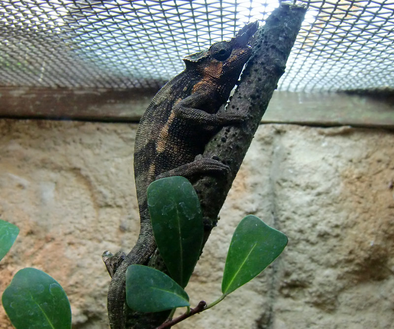 Gabelhornchameleon im Zoo Wuppertal im Juli 2010