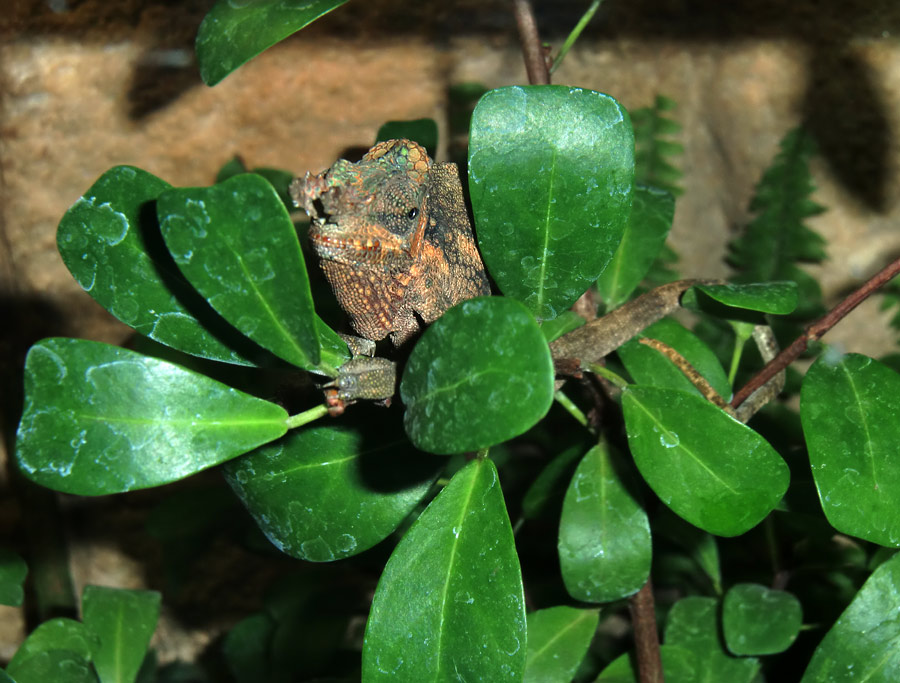 Gabelhornchameleon im Zoologischen Garten Wuppertal im Juli 2010