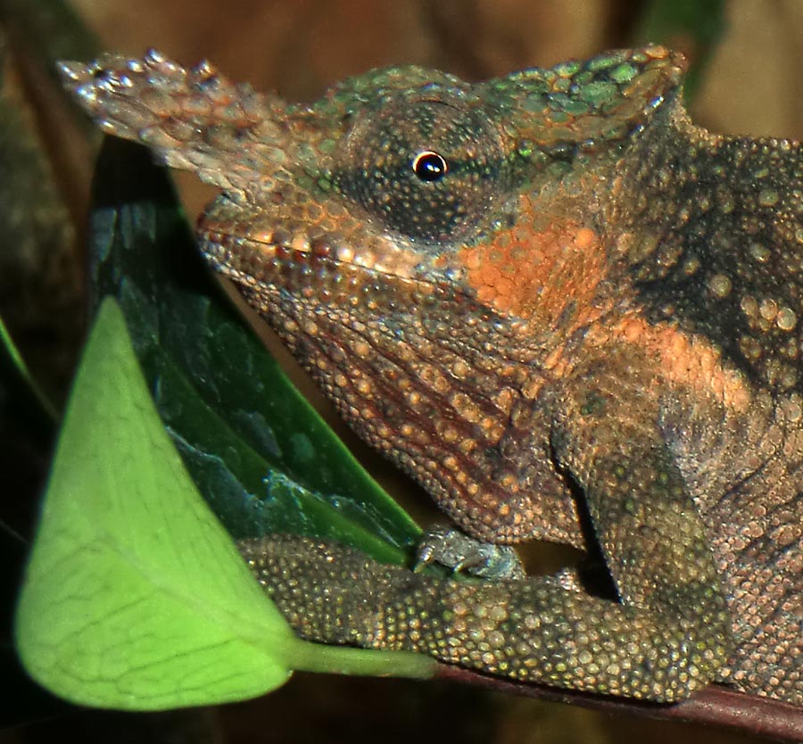 Gabelhornchameleon im Zoo Wuppertal im Juli 2010