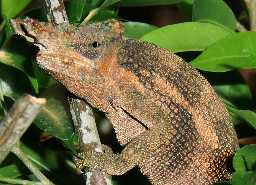 Gabelhornchameleon im Zoologischen Garten Wuppertal im Juli 2010