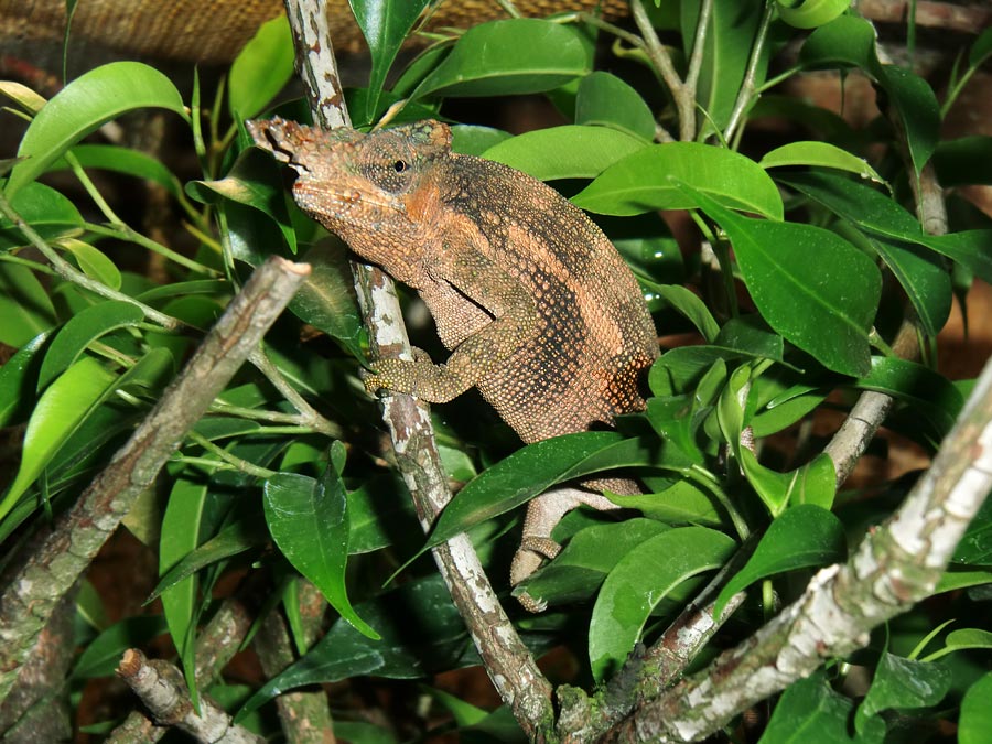 Gabelhornchameleon im Zoo Wuppertal im Juli 2010