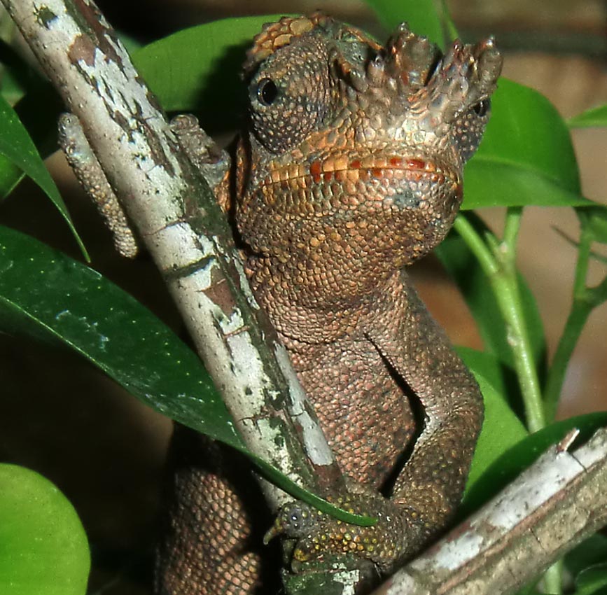 Gabelhornchameleon im Wuppertaler Zoo im Juli 2010