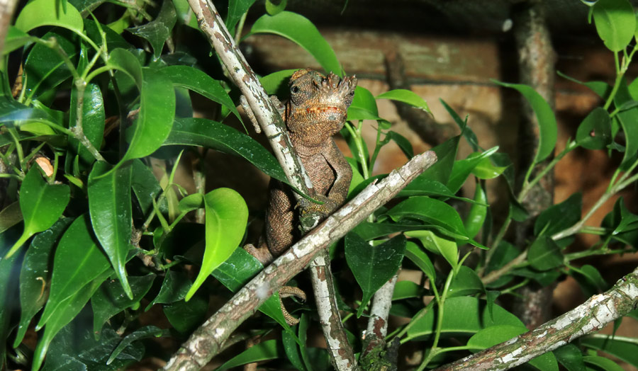 Gabelhornchameleon im Zoo Wuppertal im Juli 2010