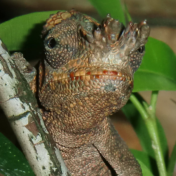 Gabelhornchameleon im Wuppertaler Zoo im Juli 2010