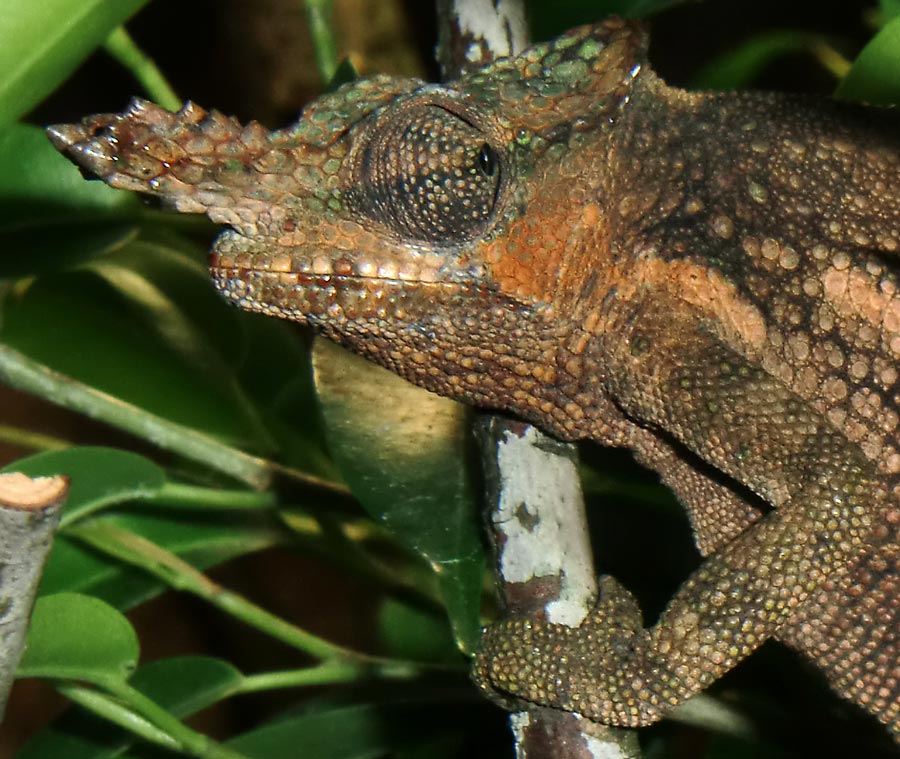 Gabelhornchameleon im Wuppertaler Zoo im Juli 2010