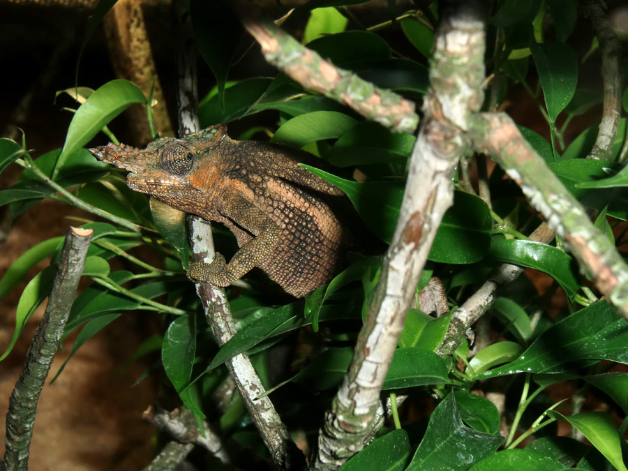 Gabelhornchameleon im Zoologischen Garten Wuppertal im Juli 2010