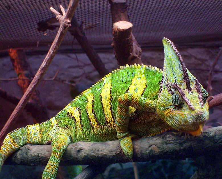 Jemen-Chamäleon Fütterung im Zoo Wuppertal im Dezember 2008