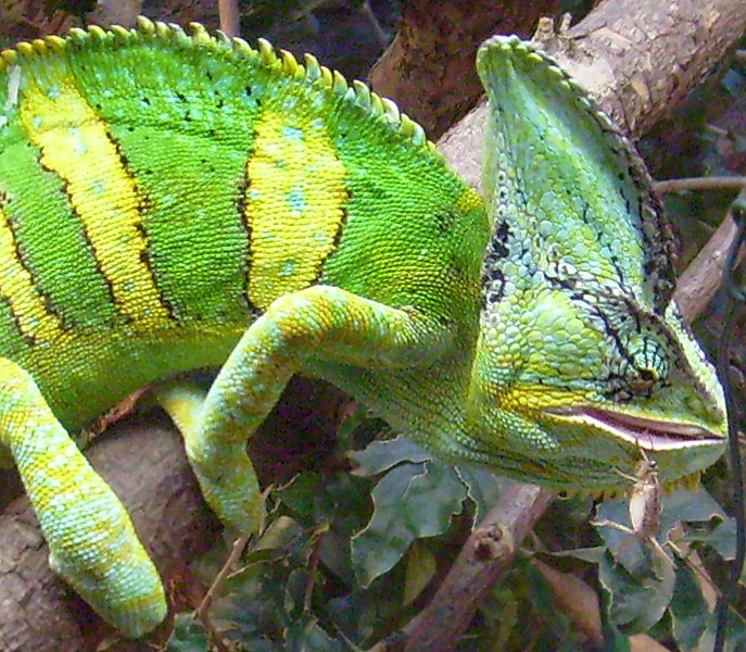 Jemen-Chamäleon Fütterung im Wuppertaler Zoo im Dezember 2008