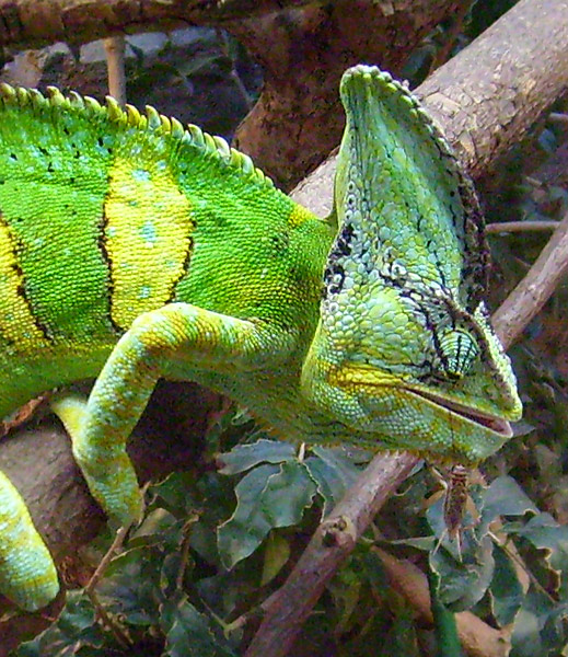 Jemen-Chamäleon Fütterung im Zoo Wuppertal im Dezember 2008