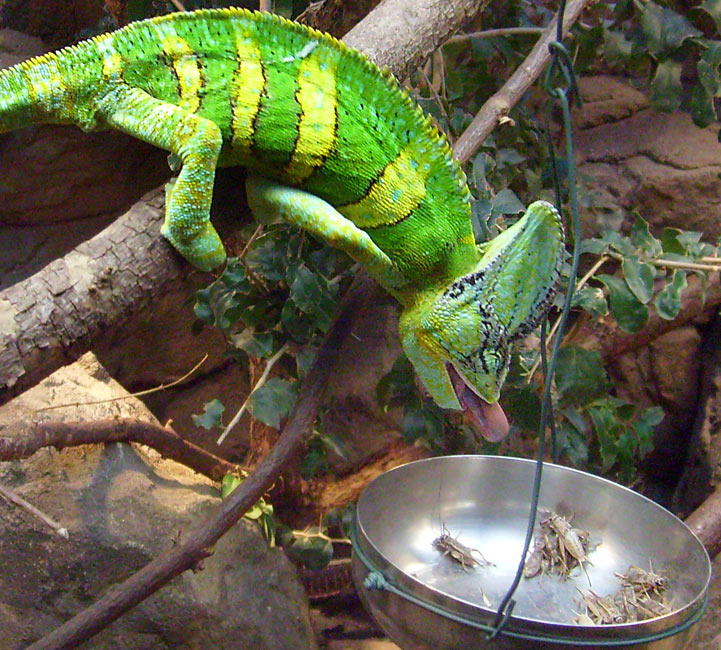 Jemen-Chamäleon Fütterung im Wuppertaler Zoo im Dezember 2008