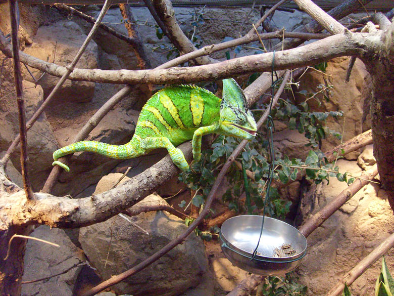 Jemen-Chamäleon Fütterung im Zoologischen Garten Wuppertal im Dezember 2008