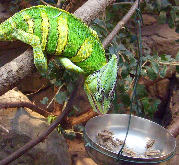 Jemen-Chamäleon Fütterung im Wuppertaler Zoo im Dezember 2008